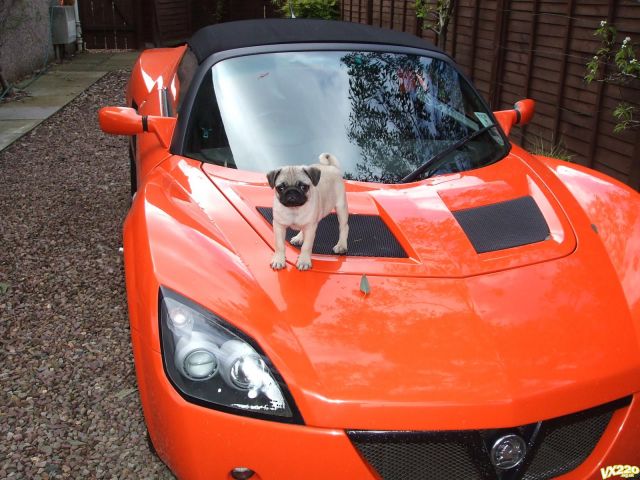 There's a Pug on my Bonnet!!