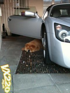 I dont need an alarm I have a Teddy Bear guarding my car